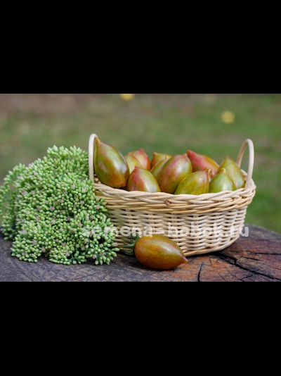 Томат Конфеты Сладкие Сосульки (Candy Sweet Icicle), 10 шт