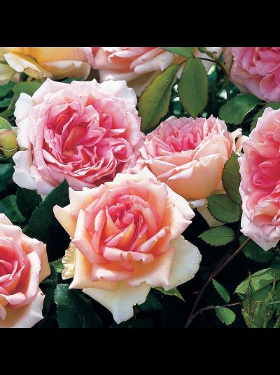 Джанет (Janet)