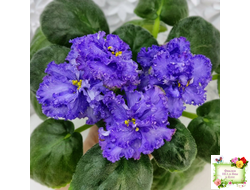 БР-Маленькое Счастье (С. и Н. Буркацкие) 2020 г.