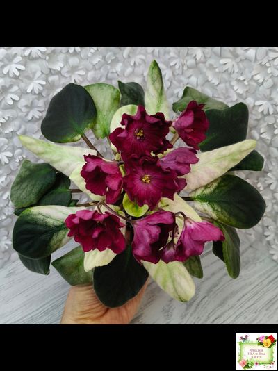 ЕК-Лампа Желаний (Е. Коршунова) 2021 г.