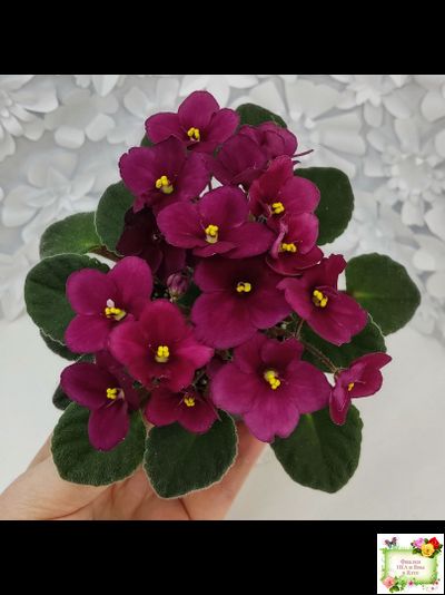 Jolly Mars (H.Pittman), #9718 (01/15/2007)