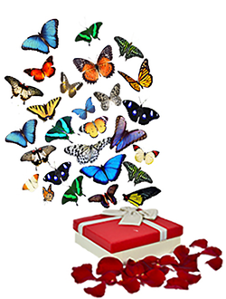 Разноцветный салют из 30 шт. бабочек. Микс из самых разных бабочек.