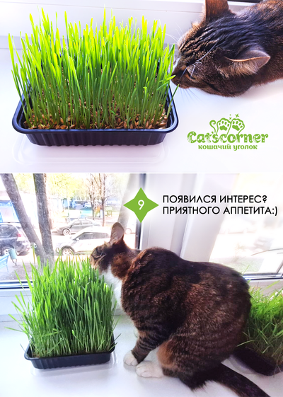 Набор "12 недель": одноразовый лоток для кошек и котят с наполнителем 3в1. Подарок - трава "микс" для выращивания