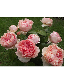 Филинг (Feeling)