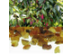Гурьюнский, Гурджуанский бальзам (Dipterocarpus alatus)  - 100% натуральное эфирное масло