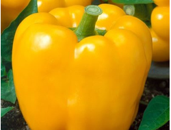 ЧУДО ЖЕЛТОЕ