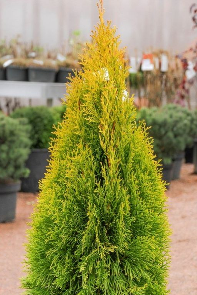 Туя западная Golden Smaragd