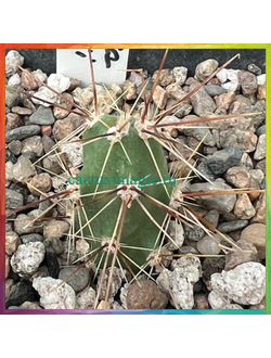 Grusonia grahamii