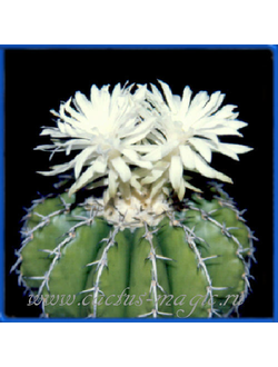 Discocactus insignis HU 347