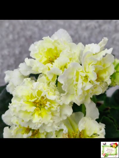 МК-Белый Янтарь (М. Карпова) 2023 г.