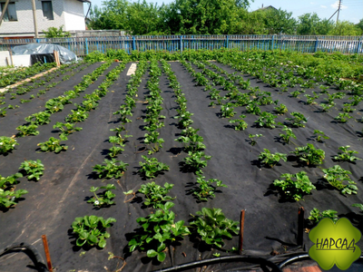 ГЕОТЕКСТИЛЬ черный (плотность 100г/кв.м, размер 3,2х1м). Цена за 1 погонный метр