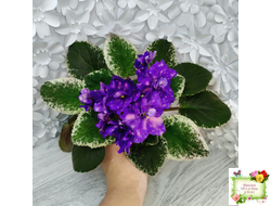 РС-Астролог (С. Репкина) 2020 г.