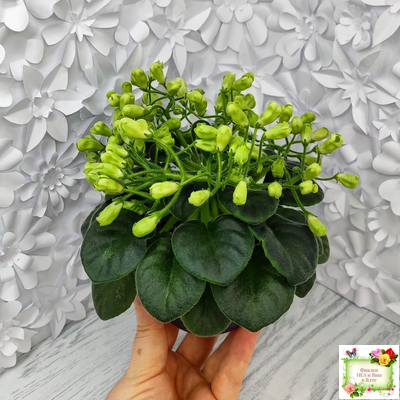 Emerald Bell (О.Барышева) 2016