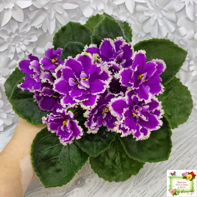 ЕК-Малахитовая Орхидея (Е. Коршунова) 2012 г.