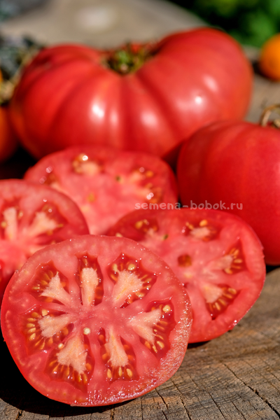 Томат Кристина Ватчева ( Kristina Vatcheva), 10 шт