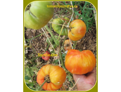 Томат Деревенский (HILBILLY)