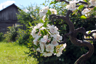 "Цветущий бонсай" ручной работы из полимерной глины.