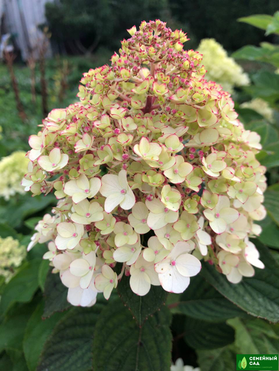 Гортензия метельчатая "Самарская Лидия"