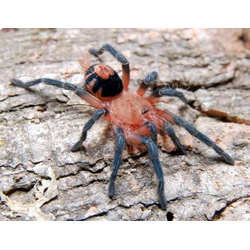 Cyriocosmus perezmilesi