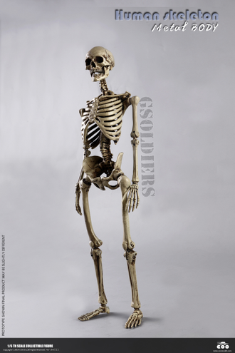 Человеческий скелет Коллекционная ФИГУРКА 1/6 scale THE HUMAN SKELETON DIECAST ALLOY BS011 COOMODEL