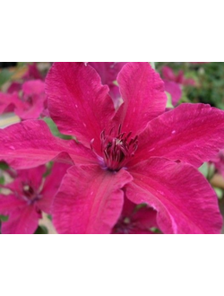 Клематис Ruutel (Рутель), контейнер р9