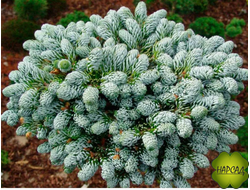 ПИХТА "КОГОУТС АЙСБРЕКЕН". Невероятная по красоте хвоя!