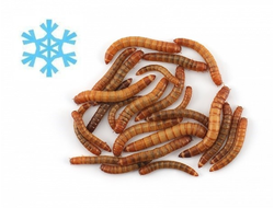 Личинки и гусеницы замороженные