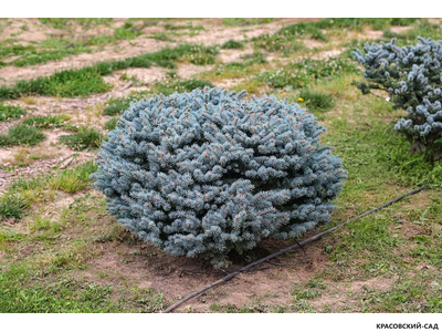 Ниваки - Бонсай садовый Ель Глаука Глобоза - Glauca Globosa