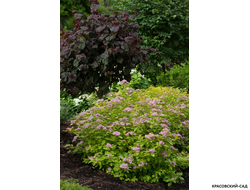 Спирея японская Дабл Плей Биг Бонг купить на сайте красовский-сад.рф