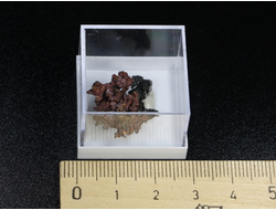 Медь самородная, дендрит в пластиковом боксе, Казахстан №22259