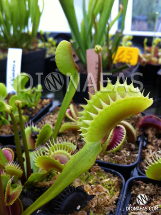 Dionaea muscipula Tiger fangs