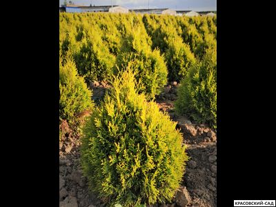 Туя Голден Смарагд - Golden Smaragd