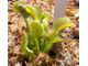 Dionaea muscipula Gb01