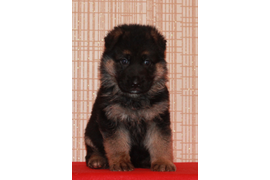 Гермионе 35 дней