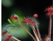 Drosera "Paradoxa"