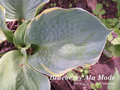 Blueberry Ala Mode фото
