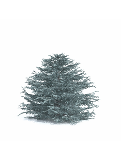 хвойные Ель голубая 31
