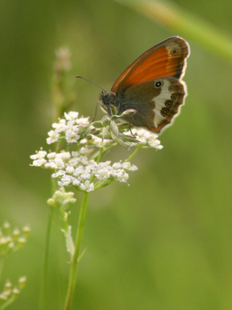 Поздравления 4