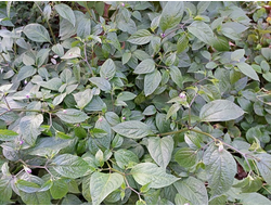 Перец острый Rocoto montufar