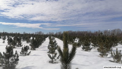 Кедр - фото в питомнике 10 - красовский-сад.рф