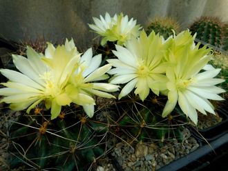 Hamatocactus hamatocanthus - 5 семян