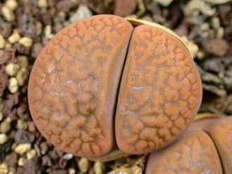 Lithops hookeri C113 (Чехия)- 10 семян