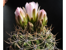 Gymnocalycium achirasense VG-1411 - 5 семян