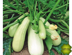 КАБАЧОК БЕЛОПЛОДНЫЙ 4 ШТ.