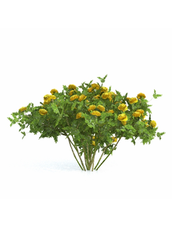 цветы Бархатцы высокие 1