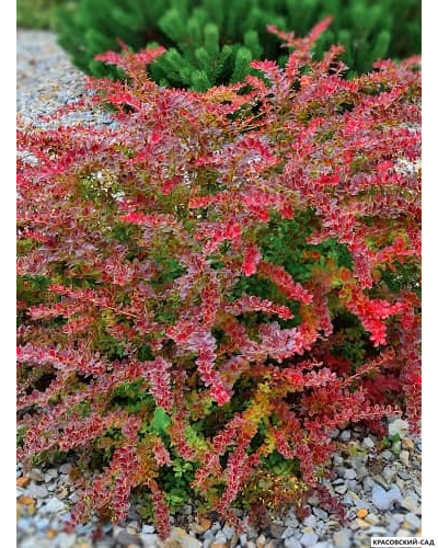 Барбарис Тунберга Голден ринг - фото кустарника - красовский-сад.рф
