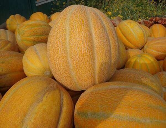 дыня "Эфиопка" семена 10 шт.