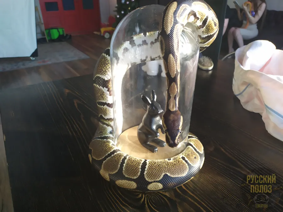 Королевский питон, Python regius, Ball Python
