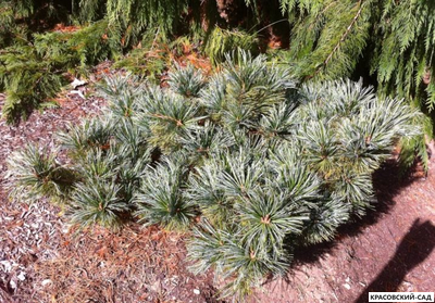 Сосна кедровая Блю Мопс - Blue Mops