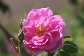 Роза дамасская (Rosa damascena) Иран, 1 г - 100% натуральное эфирное масло